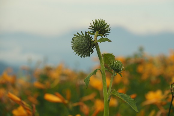 緑色のギザギザした花