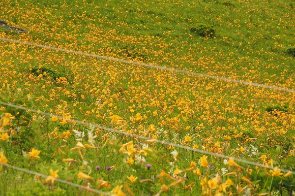 電気柵の中の花々