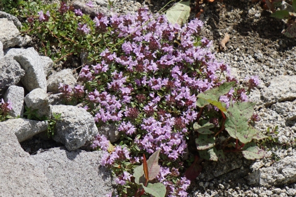 岩の多い登山道上に咲くイブキジャコウソウの、小さくてピンクのたくさんの花