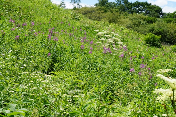 八島ヶ原湿原の木道沿いに赤紫のヤナギランの花がたくさん咲く