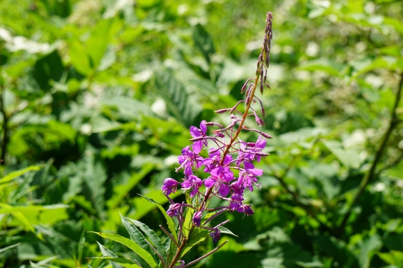 八島ヶ原湿原の木道沿いのヤナギランの花を近くで撮影