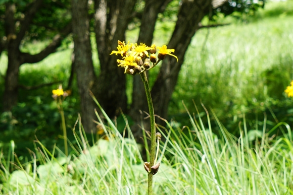 物見岩に向かう登山道の脇の草原にマルバダケブキの黄色の花が咲く