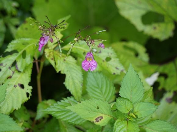 ツリフネソウという名前の、船をつりさげたような紫の花が咲いている