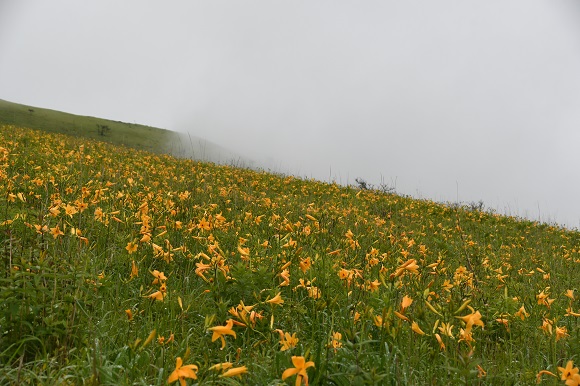 花と霧