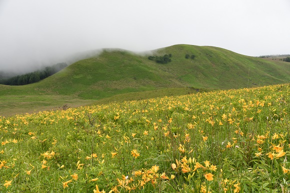 黄色い花の群落となだらかな山