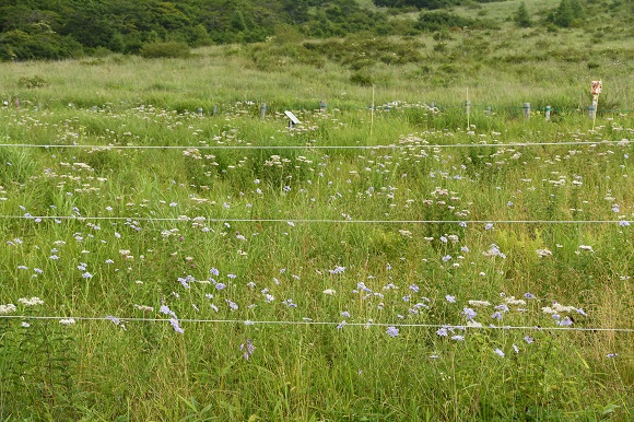 薄紫色の花が咲いている