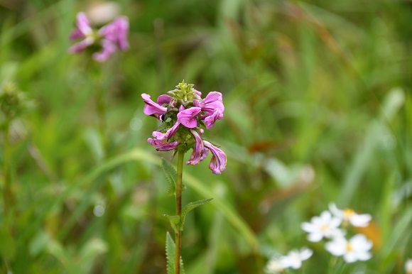 渦巻き模様の赤紫の花