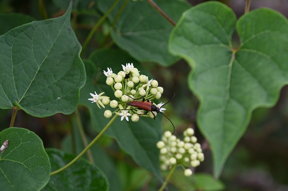 白い花に焦げ茶色の虫が付いている