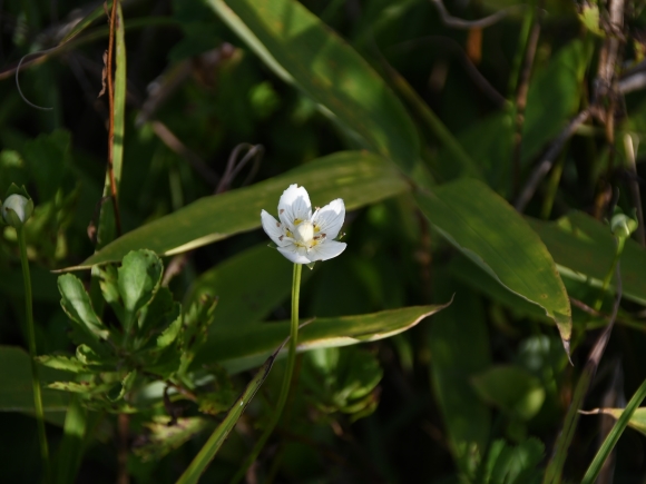 ウメバチソウという名前の、白くて梅のお鉢みたいな形の花が一輪咲いている