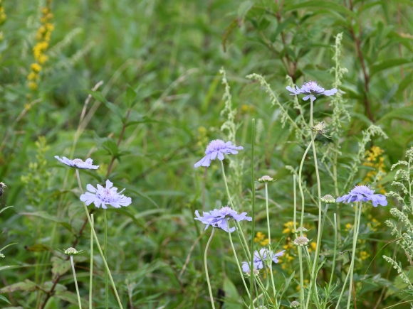 薄紫色のマツムシソウの花がたくさん咲いている