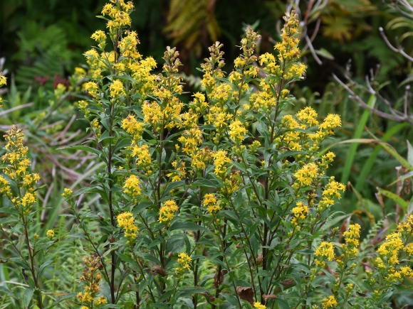 黄色の花をたくさんつけるアキノキリンソウ