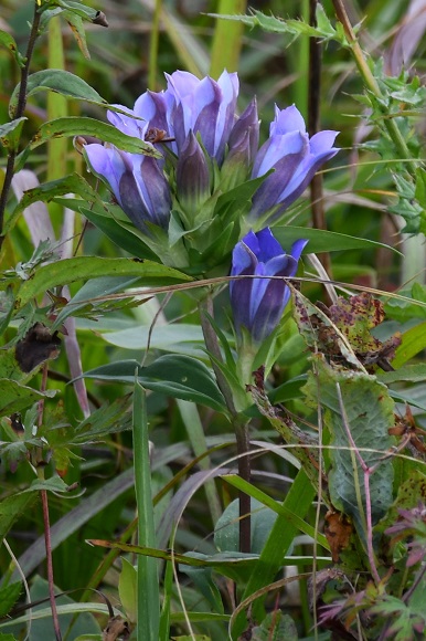 青紫色の花