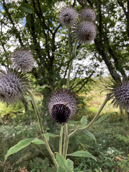 目玉のような見た目の花