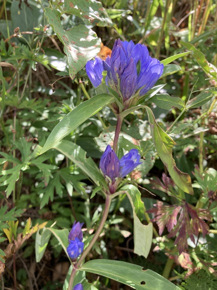 青紫色の花