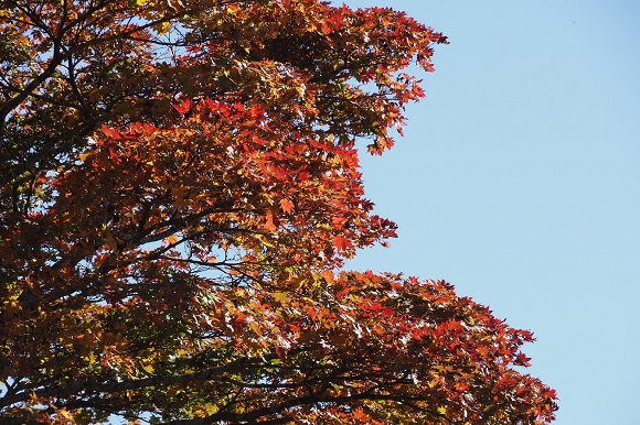 オオイタヤメイゲツの紅葉